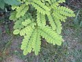 acacia