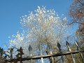 arbre_blanc_chatou