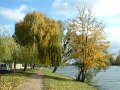 arbres_carrieres