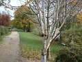bouleau_chatou