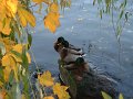 canards_ile_de_chatou