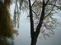 chatou_arbre_enbrume