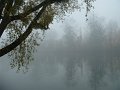 chatou_brumeux