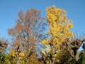 chatou_couleurs