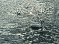 cygne_eau_grise