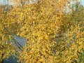 feuillage_chatou
