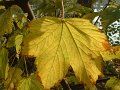 feuille_erable_chatou