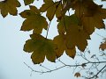 feuilles_erable