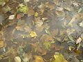 feuilles_immergees