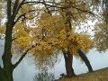 feuilles_jaunes