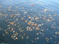 feuilles_rueil