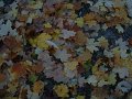feuilles_soir