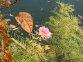fleurs_chatou