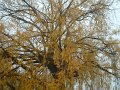 grand_saule