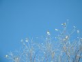haut_d_arbre