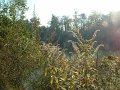 herbes_sauvages_chatou