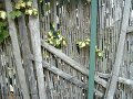 palissade_chatou