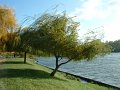 petit_saule_carriere_vente