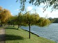 petit_saule_carrieres