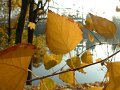 petites_feuilles