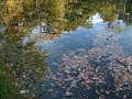 reflet_mare_aux_canes