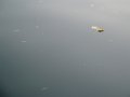 surface_seine
