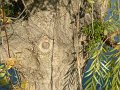tronc_saule