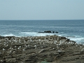 149_plobannalec