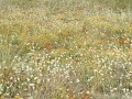 150_lande