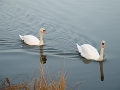 003_cygnes_en_seine