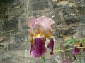 125_iris