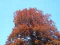 129_arbre_rouge_vesinet