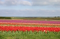 180_lande_bretagne_2005