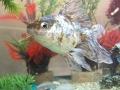 879_aquarium