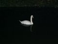 944_le_vesinet