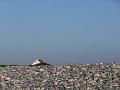 P1000868